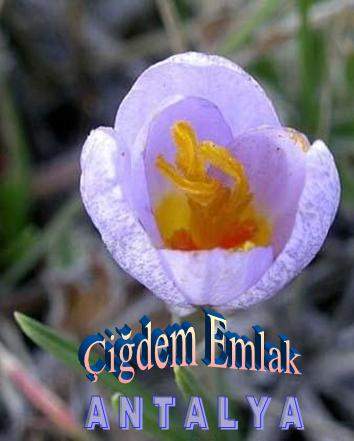 Çiğdem Emlak