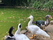 Termal Gökçedere Günlük Kiralık