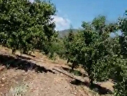 Çameli Arıkaya Satılık