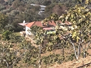 aydin satilik zeytinlik fiyatlari ilanlari hurriyet emlak