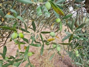 Menteşe Yeşilyurt Satılık