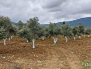Menteşe Yeşilyurt Satılık