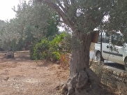 Buca Karacaagac Mh Satilik Arsa Tarla Bahce Fiyatlari Ilanlari Hurriyet Emlak