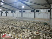 sahibinden satilik tavuk ciftligi sakarya