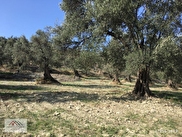 Ayvalik Kucukkoy Mh Satilik Zeytinlik Fiyatlari Ilanlari Hurriyet Emlak