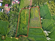 Köyceğiz Zeytinalanı Satılık