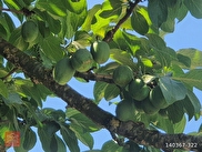 Kuşadası Kirazlı Satılık