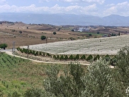 Karaisalı Kuzgun Satılık