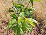 Ulukışla Kılan Satılık