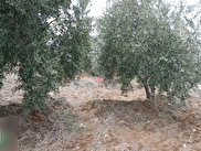 Kuyucak Yamalak Satılık