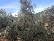 Menteşe Yeşilyurt Satılık