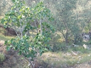 Fethiye İnlice Satılık