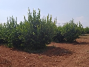 Yuregir Satilik Bahce Fiyatlari Ilanlari Hurriyet Emlak
