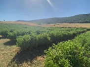 Keçiborlu Kılıç Satılık