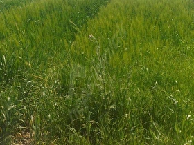 tekirdağ ergene misinli mah satılık 680 m2 imarlı arsa