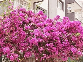 AYDIN,SÖKE,ÇELTİKÇİ MAHALLESİNDE SATILIK 3+1 DAİRE, MİMARSAN GAYRİMENKUL  .