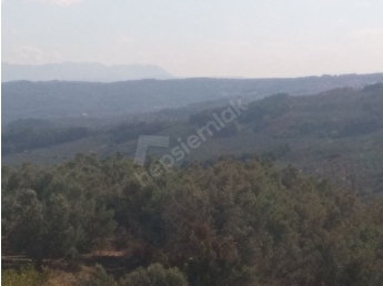 Mudanya Cepni Mh Emlakcidan Satilik Arsa Fiyatlari Ilanlari Hurriyet Emlak