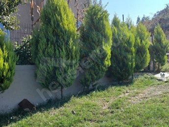 esiginde verimli uyuklama yalova merkez sahibinden gunluk kiralik daireler bilsanatolye com