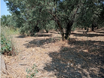 Turkiye Nin Emlak Sitesi Hurriyet Emlak