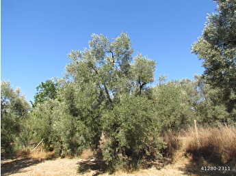 Iznik Kirsal Mahalle Satilik Arsa Tarla Bahce Fiyatlari Ilanlari Hurriyet Emlak