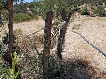 fiyat dustu kravga bayir mevkii de satilik zeytin bahcesi 125256 32 hepsiemlak