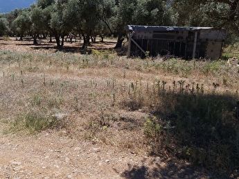 Kemalpasa Yigitlerde Satilik Bahce