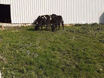 Kesan Ibriktepede 150 Buyukbas Ruh Arsa Imarli Ciftlik 750 000tl Hurriyet Emlak