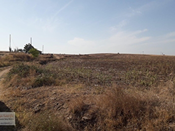 Edirne Merkez Tarla Fiyatlari Ilanlari Hurriyet Emlak