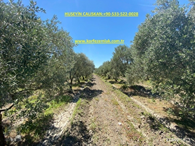 Ayvalik Kucukkoy Mh Satilik Zeytinlik Fiyatlari Ilanlari Hurriyet Emlak