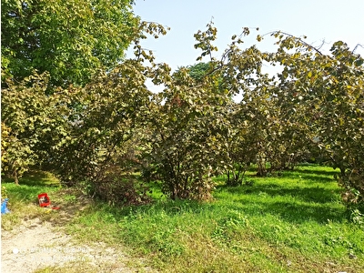 Duzce Satilik Arsa Tarla Bahce Fiyatlari Ilanlari Hurriyet Emlak