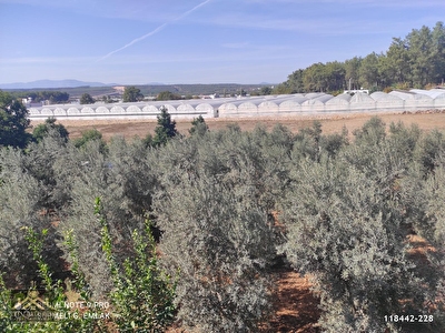 Antalya Satilik Bahce Fiyatlari Ilanlari Hurriyet Emlak