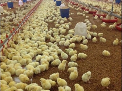 bolu satilik ciftlik fiyatlari ilanlari hurriyet emlak