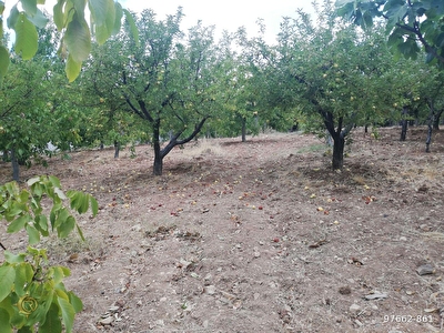 Gaffarli Mh Satilik Arsa Tarla Bahce Fiyatlari Ilanlari Hurriyet Emlak