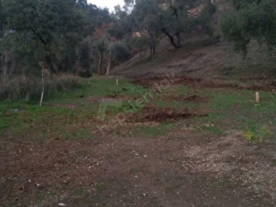 tum efeler umurlu mh ilanlari fiyatlari hurriyet emlak