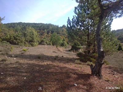 Sakarya Sahibinden Satilik Tarla Fiyatlari Ilanlari Hurriyet Emlak