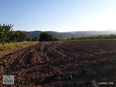 Amasya Merkez Satilik Arsa Tarla Bahce Fiyatlari Ilanlari Hurriyet Emlak