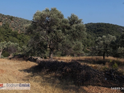 Bodrum Kizilagac Mh Satilik Arsa Tarla Bahce Fiyatlari Ilanlari Hurriyet Emlak