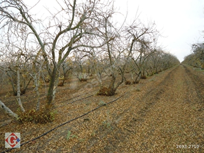 tum ceyhan ilanlari fiyatlari