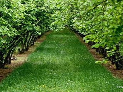 Giresun Satilik Bahce Fiyatlari Ilanlari Hurriyet Emlak