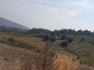 Tarsus Satilik Arsa Tarla Bahce Fiyatlari Ilanlari Hurriyet Emlak