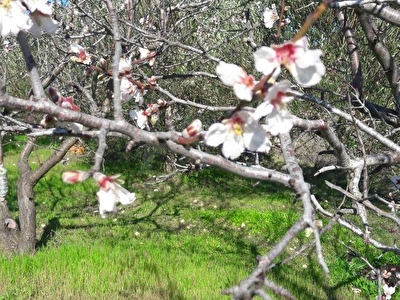 Çeşme Şehit Mehmet