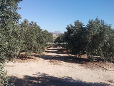 Yumurtalik Satilik Arsa Tarla Bahce Fiyatlari Ilanlari Hurriyet Emlak