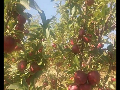 Mihaliccik Satilik Arsa Tarla Bahce Fiyatlari Ilanlari Hurriyet Emlak