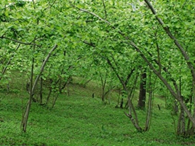 Giresun Satilik Arsa Tarla Bahce Fiyatlari Ilanlari Hurriyet Emlak