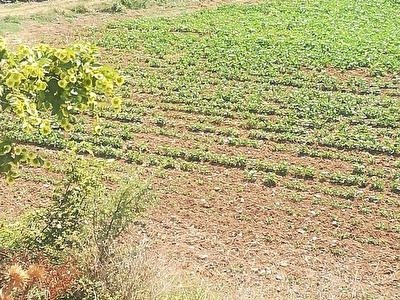 Bursa Yenisehir Satilik Arsa Tarla Bahce Fiyatlari Ilanlari Hurriyet Emlak