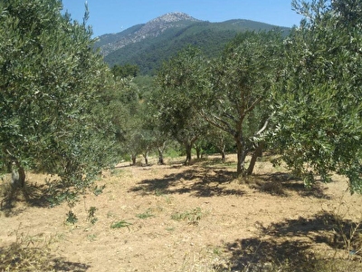 Kemalpasa Derekoy Mh Satilik Arsa Tarla Bahce Fiyatlari Ilanlari Hurriyet Emlak