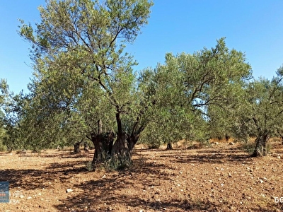 Ayvalik Satilik Zeytinlik Fiyatlari Ilanlari Hurriyet Emlak
