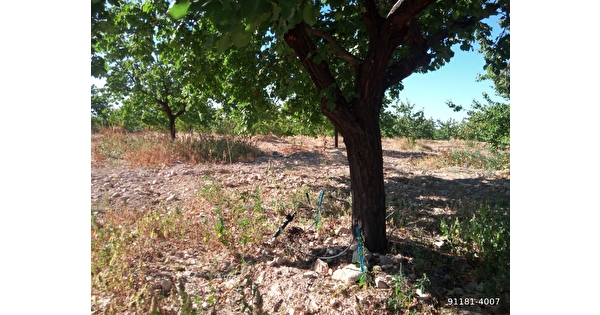 Malatya Dilek Ugrak Ta Satilik Bahce 13600m2 91181 4007 Hurriyet Emlak