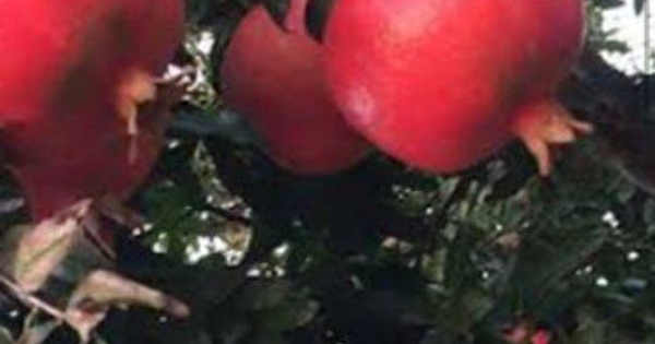 antalya serik candir da 40 donum satilik nar bahcesi