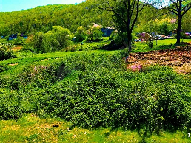 GK GÜLER GAYRİMENKUL DEN ŞİLE KÖMÜRLÜKTE 2290 M2 SATILIK BAHÇE - Görsel 6